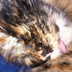 Close-up of cat sleeping