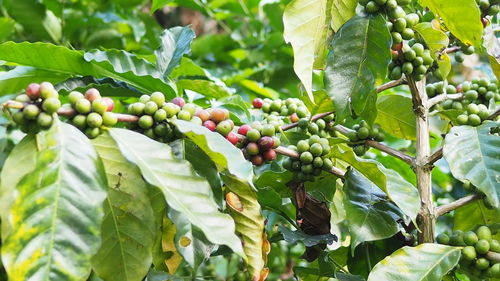 Close-up of berries growing on tree