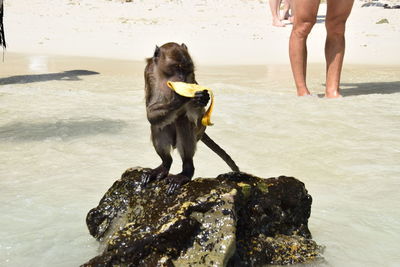 Low section of dog standing on beach