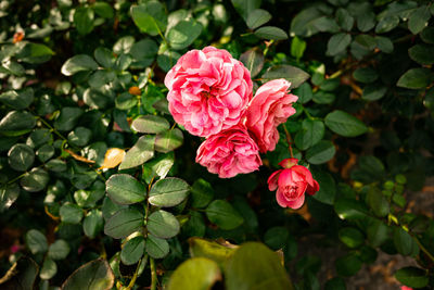 A pink rose on an autumn day