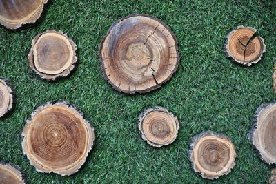 High angle view of shells on grass