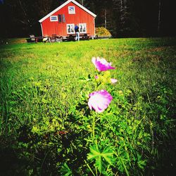 View of crocus flowers