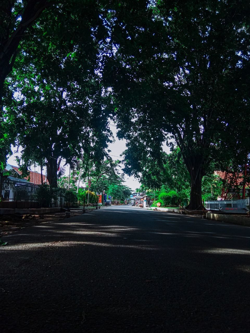 STREET AMIDST TREES AND PLANTS IN CITY