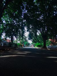 Road by trees in city