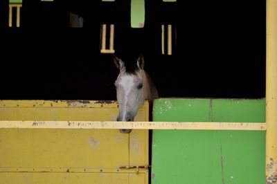 Portrait of white horse in stable