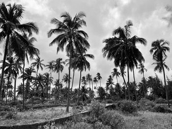 Low angle view of palm trees on field against sky