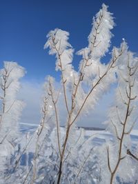 Low angle view of snow covered plants against blue sky