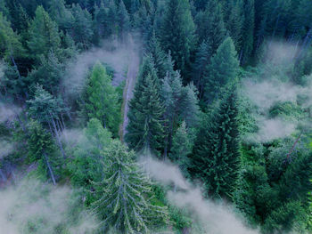 Aerial view of a fir forest with fog in trentino alto adige