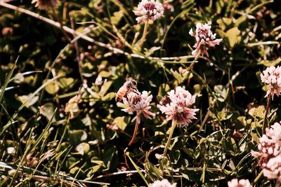 Close-up of pink flowers