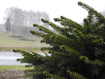 Close-up of tree against sky