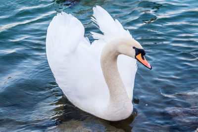 Swan floating on lake