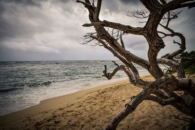 View of driftwood on beach