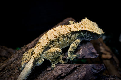 Close-up of lizard