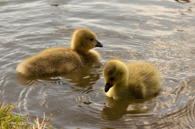 Close-up of ducklings swimming on lake