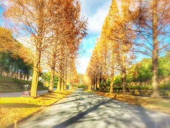 Footpath passing through forest