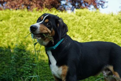 Dog looking away