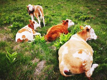 Cows on field