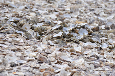 Full frame shot of pebbles on ground