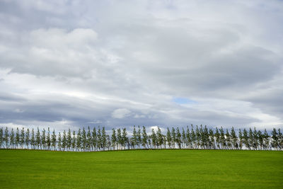 Beautiful landscape of vivid green meadow with row of trees at horizon in overcast weather