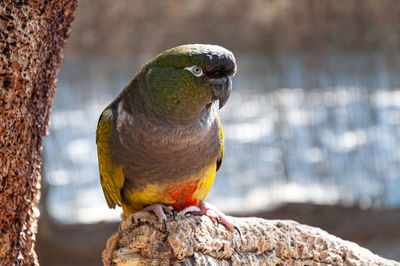 Close-up of parrot perching on wood