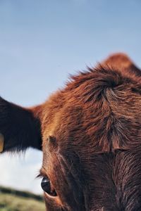 Close-up of a horse