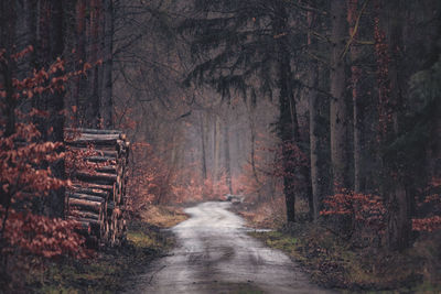 Road amidst trees in forest during autumn