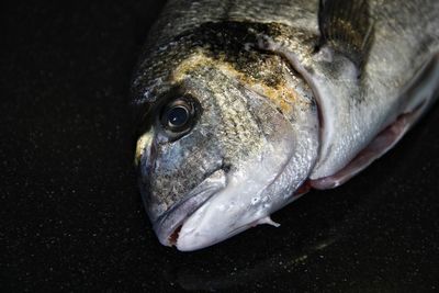 Close-up of fish head