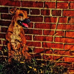 Close-up of dog on brick wall