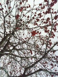 Low angle view of tree against sky