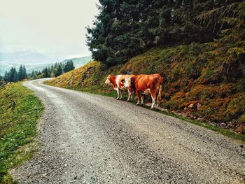 View of cow on road