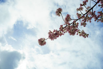 Low angle view of blooming tree against sky