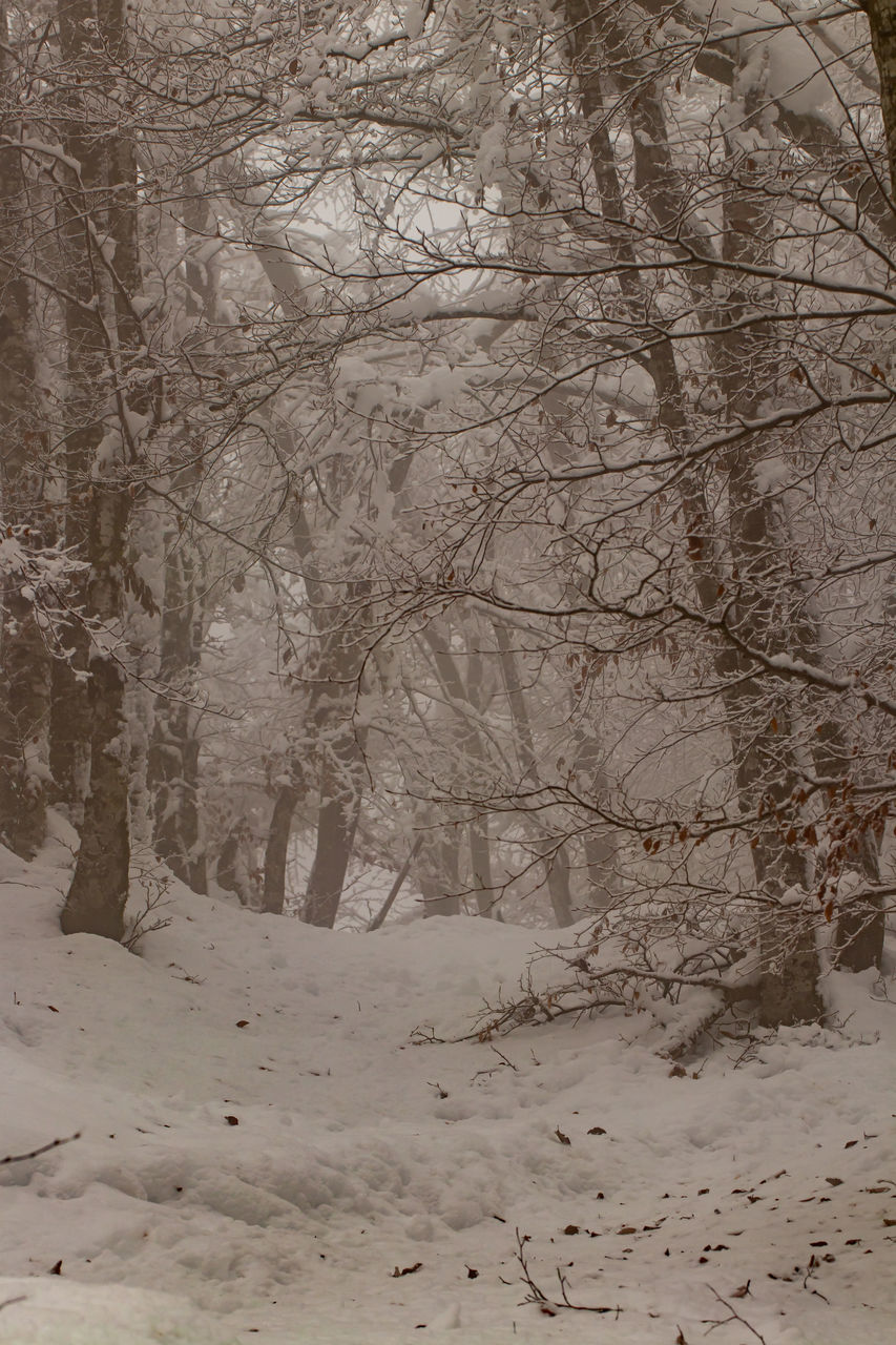 SNOW COVERED LAND AND TREES