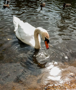 Swan floating on lake