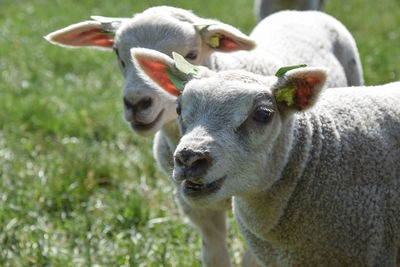 Close-up of sheep in a field