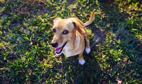 High angle portrait of a dog