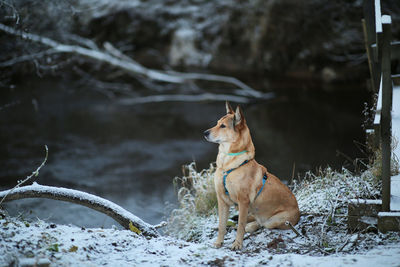 Dog looking away on snow covered land