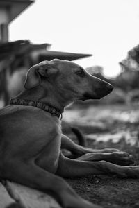 Close-up of dog looking away