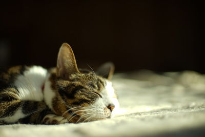 Portrait of napping old tabby cat