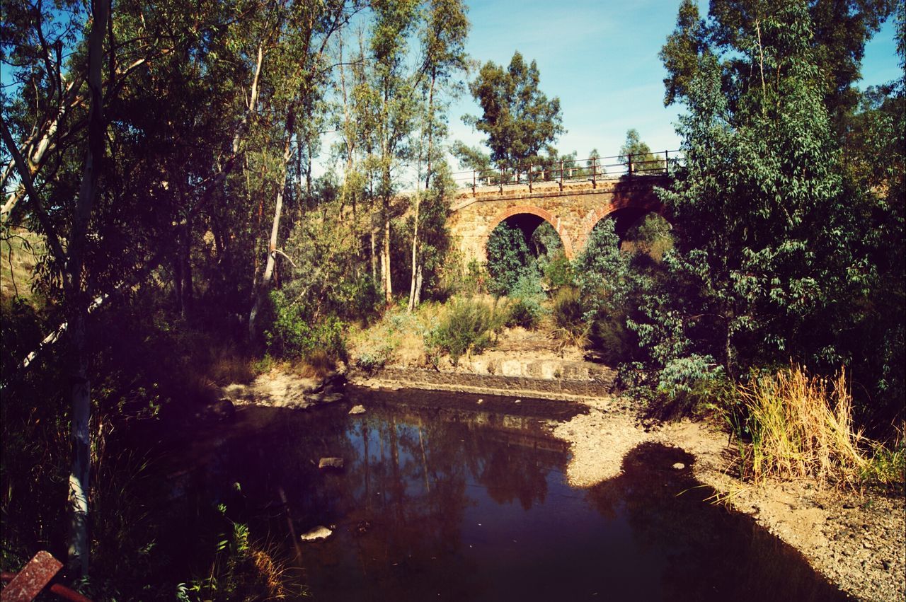 tree, water, reflection, built structure, architecture, tranquility, river, sky, nature, tranquil scene, waterfront, connection, growth, scenics, beauty in nature, lake, bridge - man made structure, arch, no people, outdoors