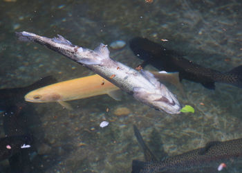 High angle view of koi fish in sea