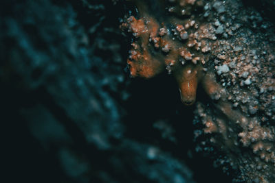 Close-up of coral in sea