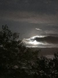 Low angle view of trees against sky at night