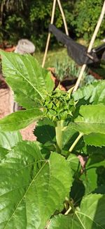 High angle view of plant