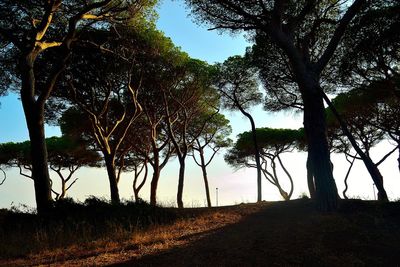 Silhouette trees on field against sky