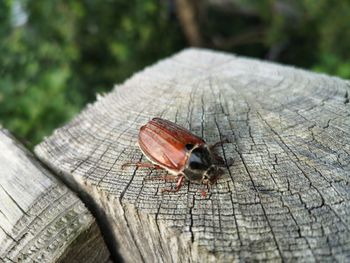 Close-up of insect on wood