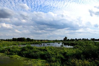 Scenic view of field by lake against sky