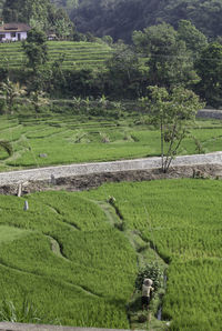 High angle view of rice field