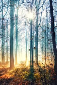 Sunlight streaming through trees in forest
