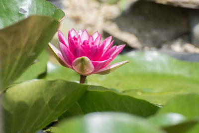 Close-up of pink lotus water lily in pond