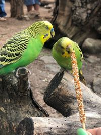 Close-up of parakeets perching on wood